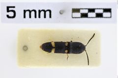 Foto (Dorsalansicht) von Priopus basalis (Schwarz, 1901)